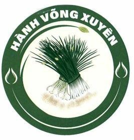 HÀNH VÕNG XUYÊN