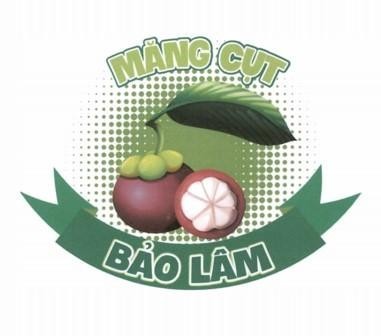 MĂNG CỤT BẢO LÂM