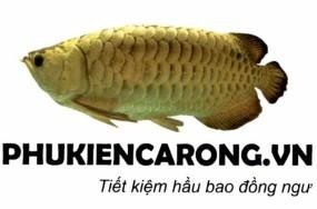 PHUKIENCARONG.VN Tiết kiệm hầu bao đồng ngư