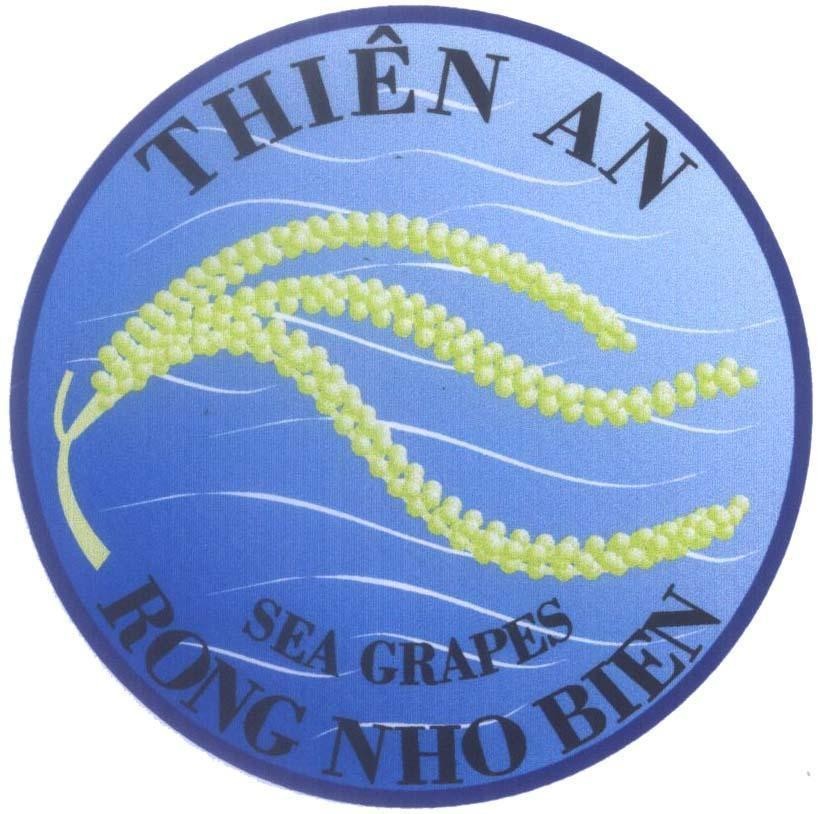 Thiên An RONG NHO BIEN SEA GRAPES