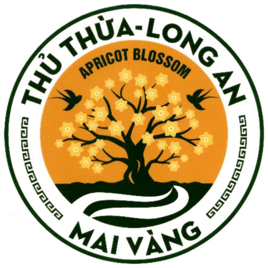 THỦ THỪA - LONG AN APRICOT BLOSSOM MAI VÀNG